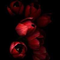 @dukelion-263026