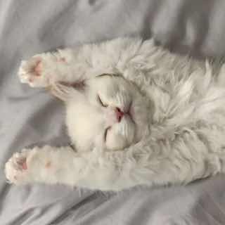 @psjdhbdb5846