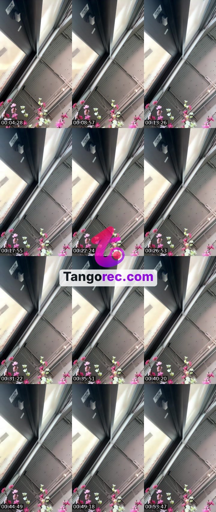 @bluebutterfly-1 Tango live from 2026-08-28