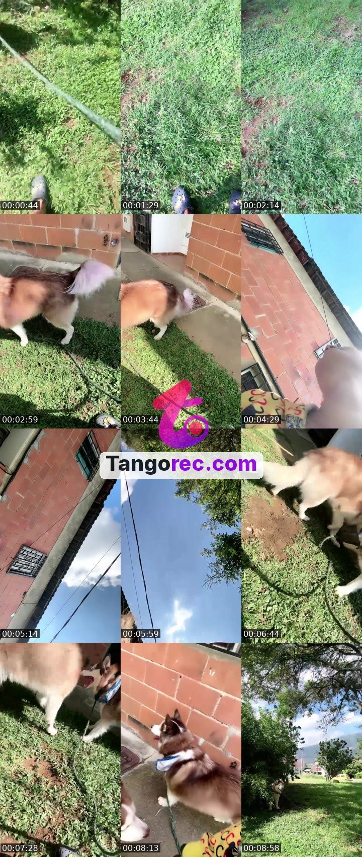 @vero04 Tango live from 2026-09-12