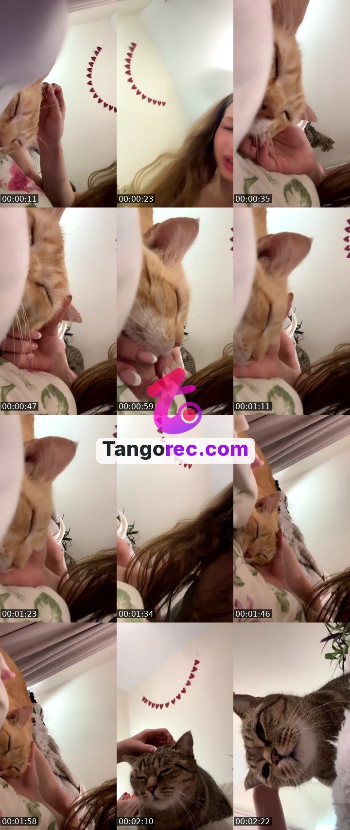 @meeeow888 Tango LIVE